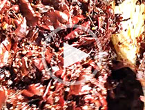 周黑鴨辣椒火鍋底料擠壓